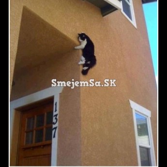 Mačka na stene