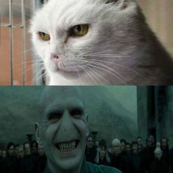 Voldemortova mačka