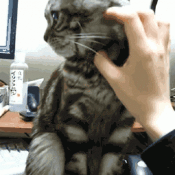 GIF: Inteligentná mačka