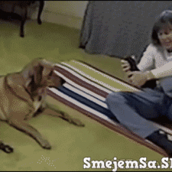 GIF: Pes cvičí s paničkou