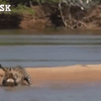 GIF: Leopard loví krokodíla