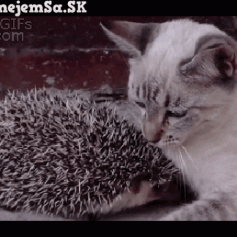 GIF: Mačka s ježkom