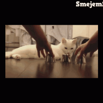GIF: Múdra mačka
