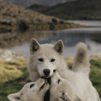 GIF: Biely vlk