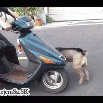 GIF: Pes nasadá na motorku