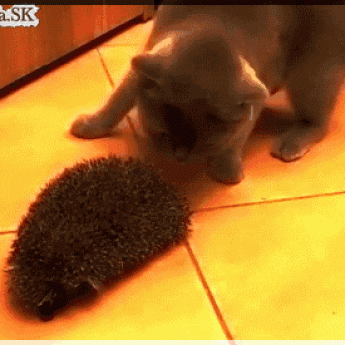 GIF: Mačka sa otiera o ježka