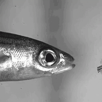 GIF: Ryba žerie rybku